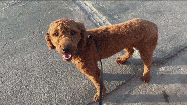 Latest on the missing Goldendoodle puppy, Chancho, stolen at Campland on the Bay