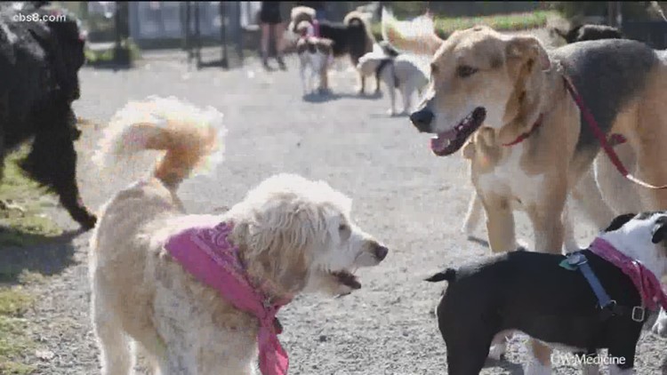 San Diego Humane Society urges locals to keep pets safe during heat wave