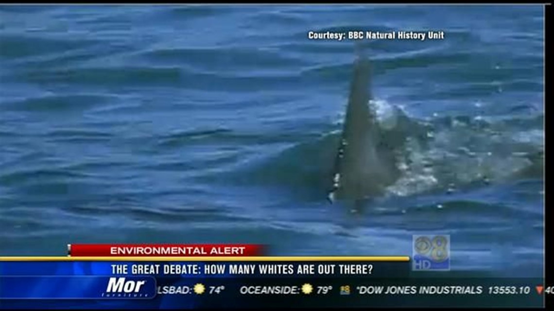 The great debate: How many great white sharks are out there? | cbs8.com