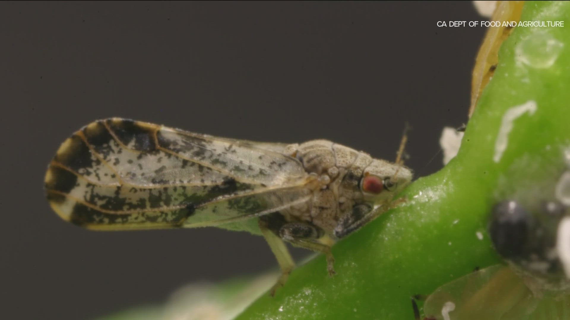 The Asian citrus psyllid is a sap-sucking bug that can spread a bacterial infection to citrus plants.