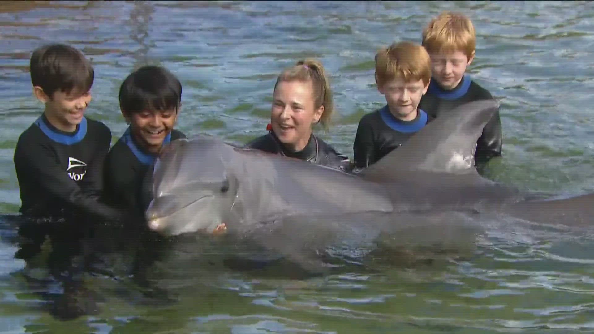Sea World and Rady Children's worked to give child patients a chance to swim with the dolphins and enjoy the park.
