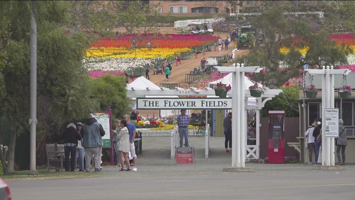 Flower fields in Oceanside in fullbloom