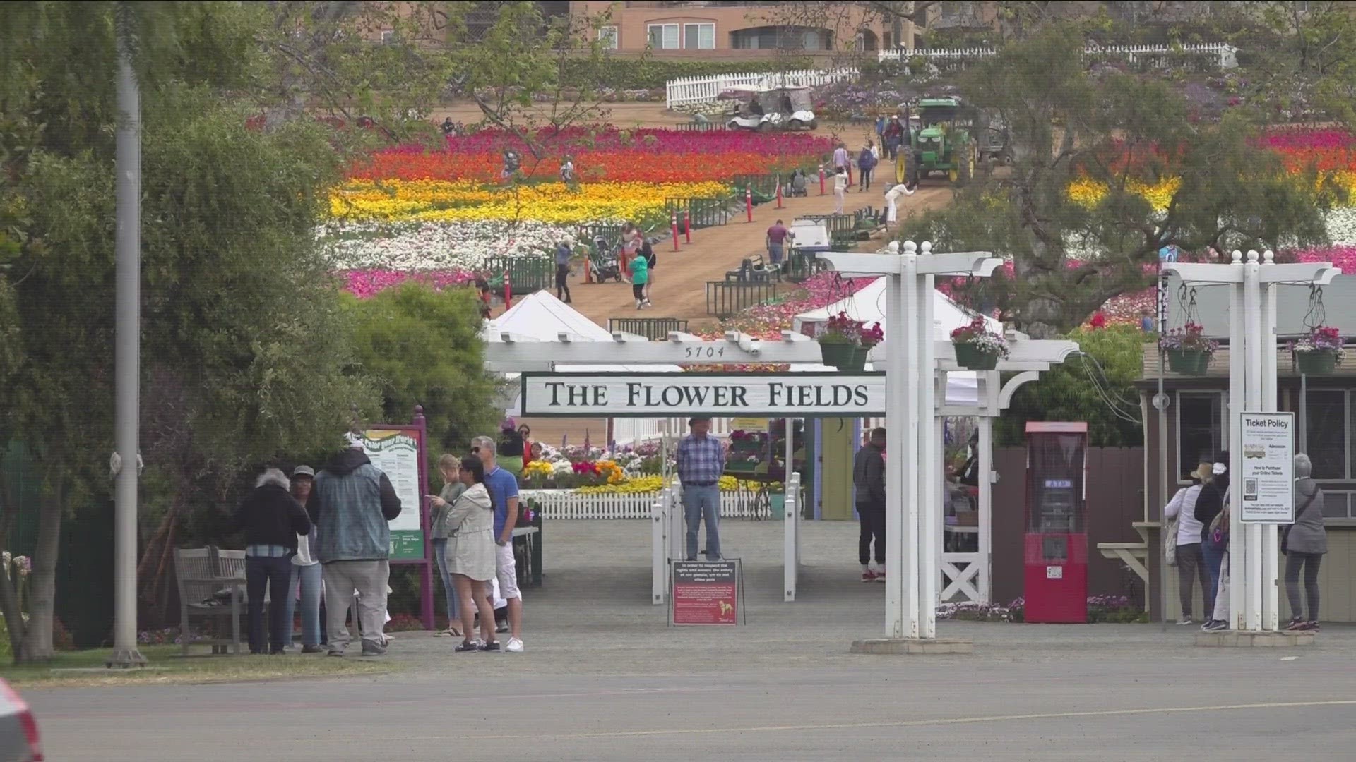 Flower fields in Oceanside in full-bloom.