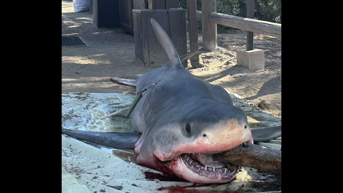 beached great white shark