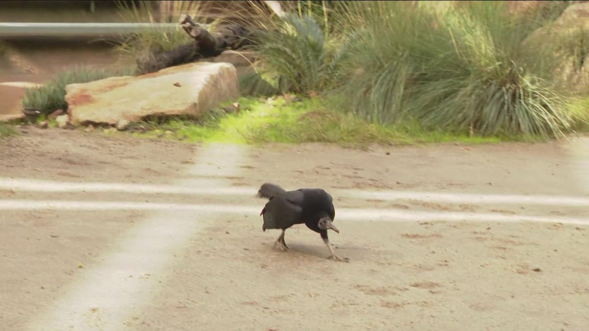 Return of the Vultures – Pernel Media, image size:1920x1080