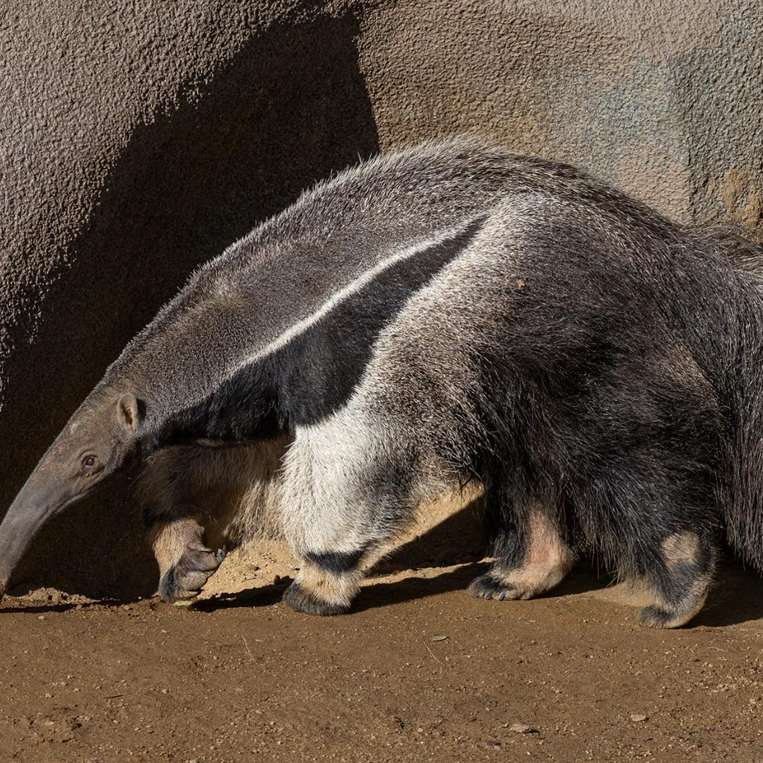 San Diego Zoo welcomes 12-year-old giant anteater, Laura Garcia | cbs8.com
