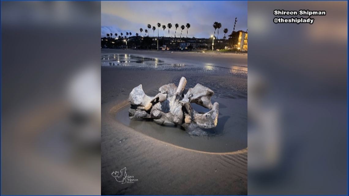 Young gray whale carcass washes ashore in San Diego | cbs8.com