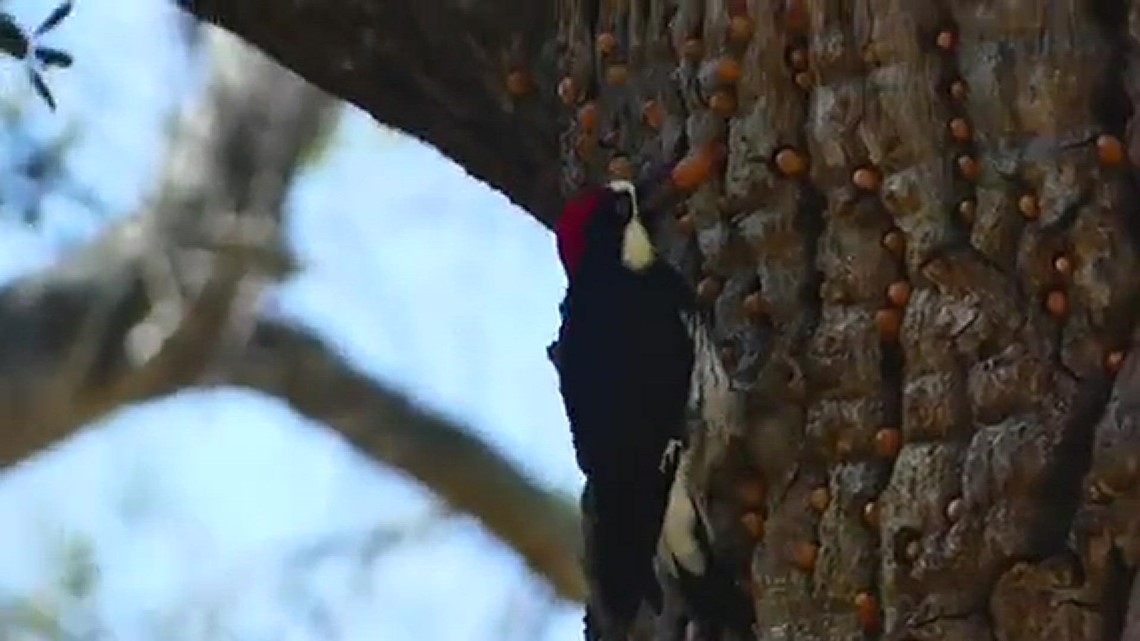An Acorn Woodpecker, Doing What it Does Best