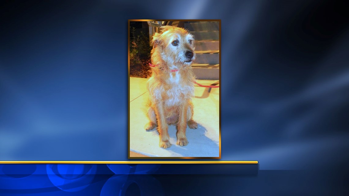 Little Orphan Annie Dog