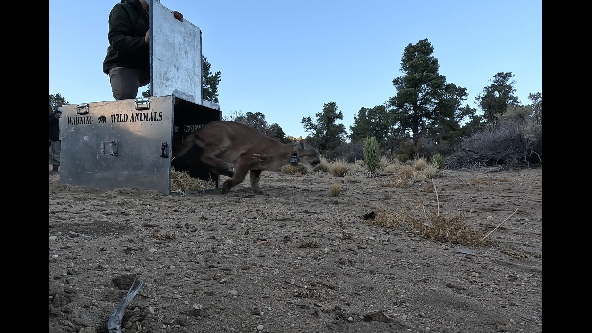 A wounded and emaciated female mountain lion was nursed back to health at the San Diego Humane Society's Ramona Wildlife Center and released into the wild.