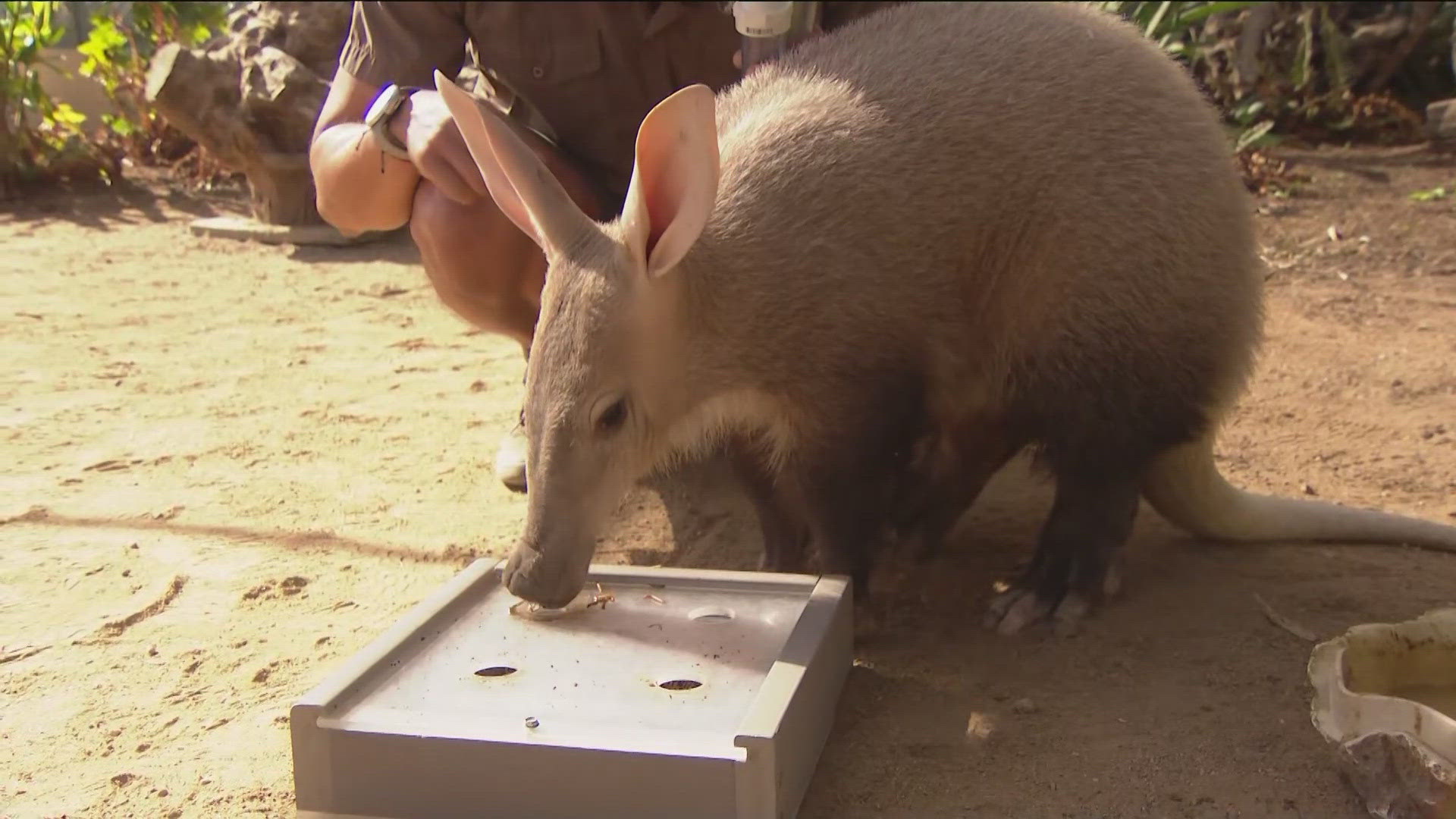 We headed out to the San Diego Zoo Safari Park to meet the Aardvarks.