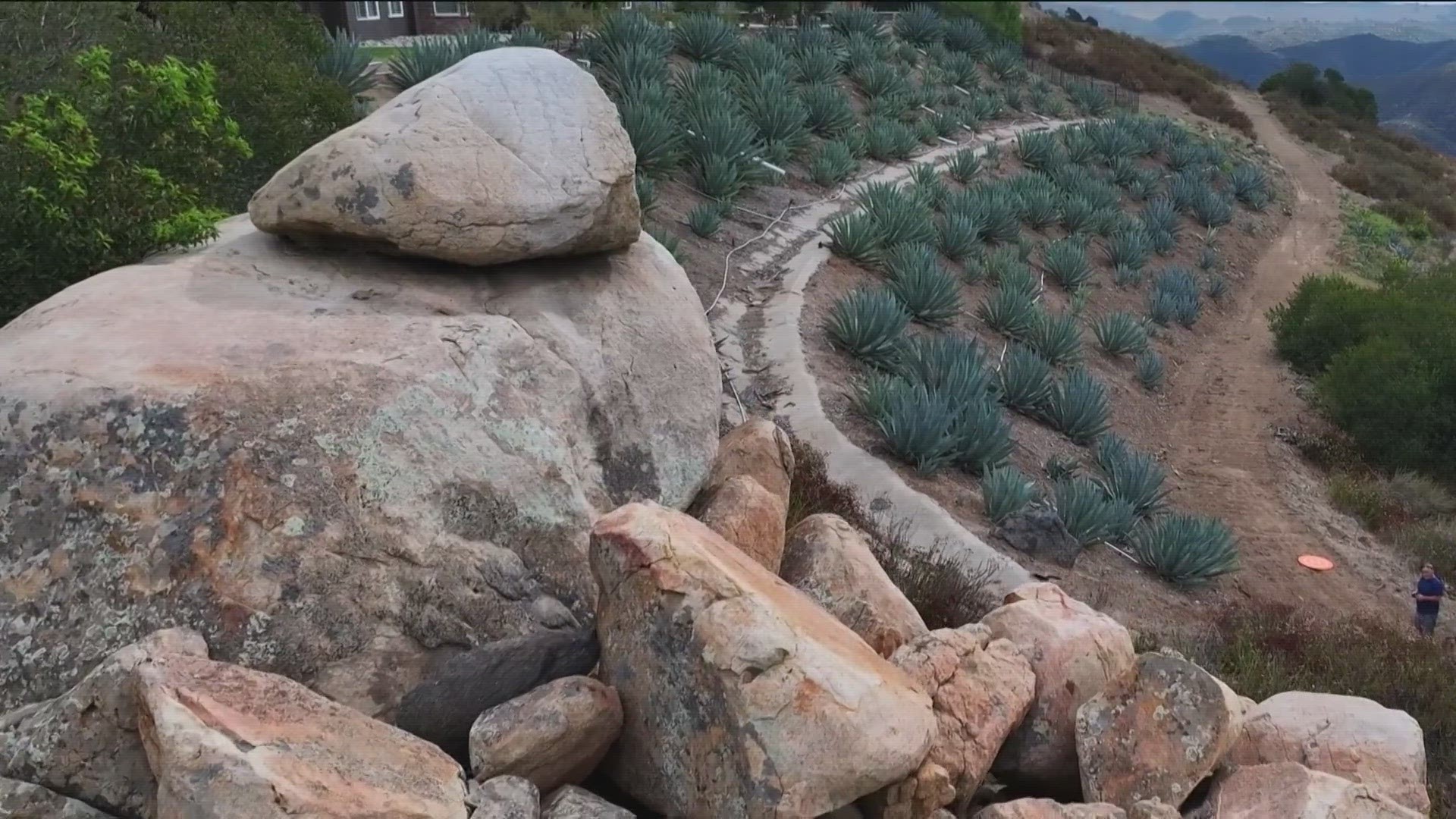 A landscape decision has now turned into 2,000 agave plants and a family owned agave spirit distillery here in Southern California.