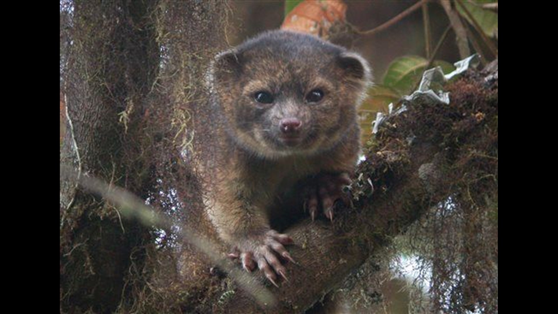 Adorable new mammal species found 'in plain sight' | cbs8.com