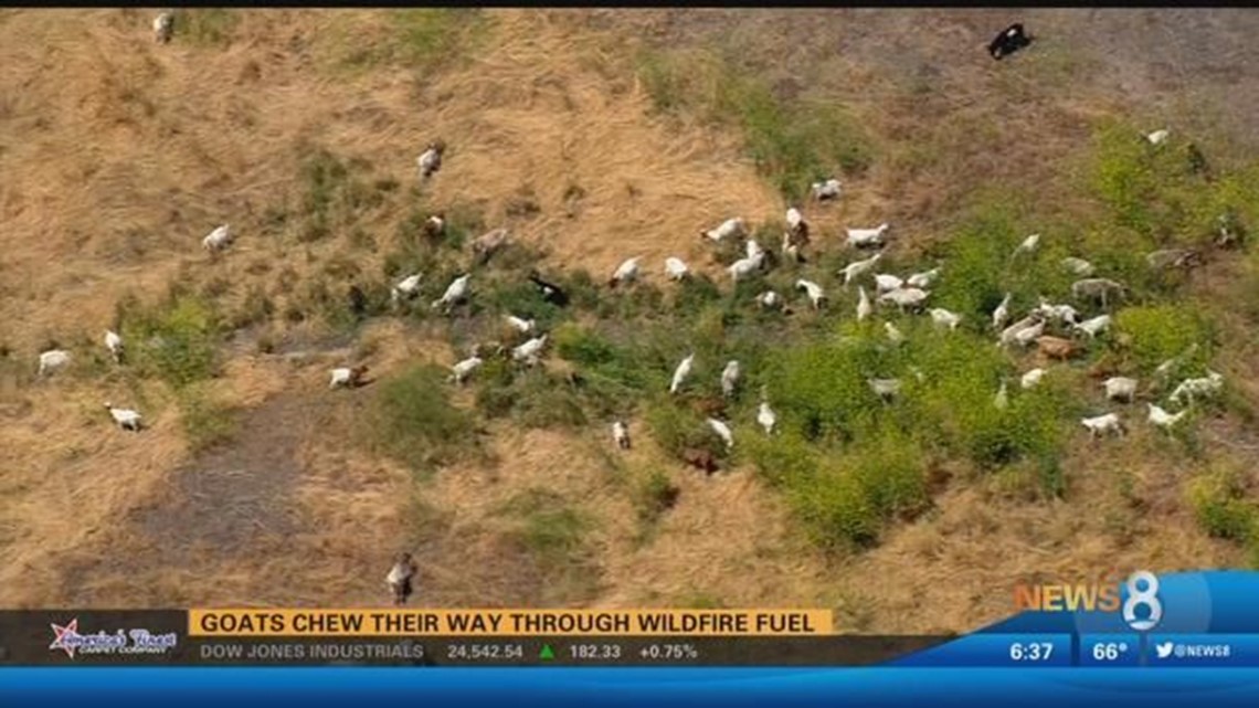 Goats chew their way through wildfire fuel in Lemon Grove