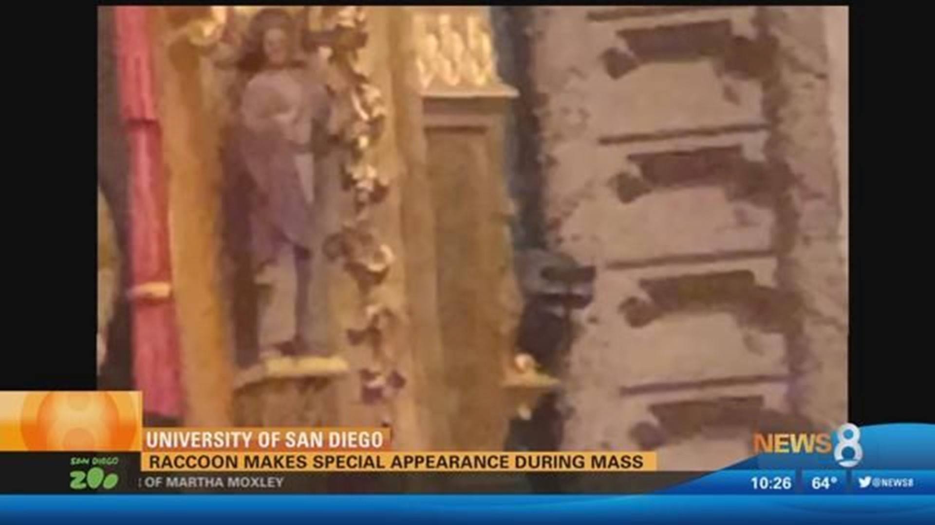 USD: Raccoon makes special appearance during mass | cbs8.com