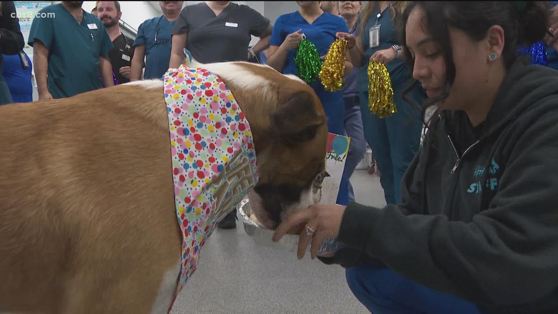 The anniversary party for the beloved Saint Bernard and Shepard mix was held at the Bahde Center for Shelter Medicine, where he received chemotherapy.