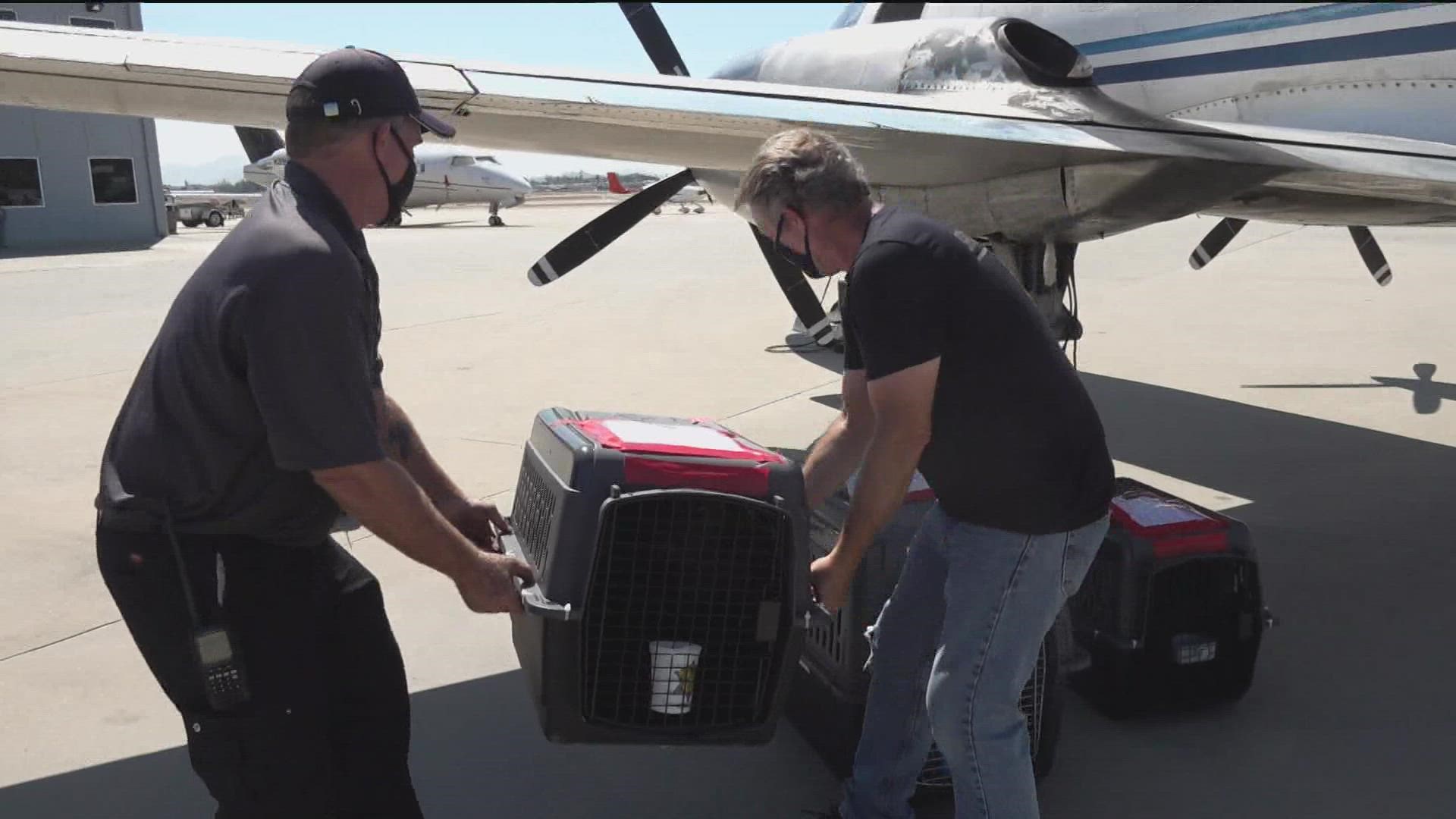An emergency flight out of Louisiana carrying dozens of adoptable dogs and cats landed in El Cajon Saturday after facing the threat of Hurricane Ida.