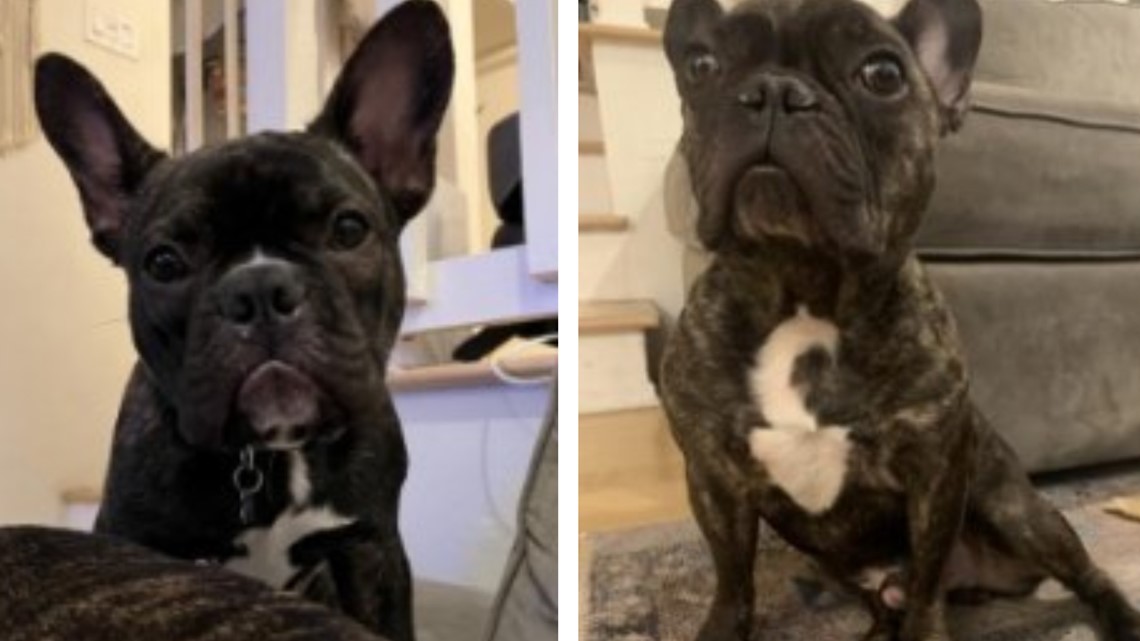 how to find out if my french bulldog is pregnant