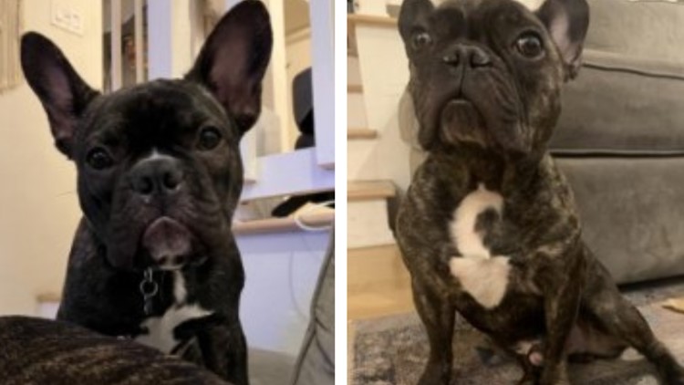 Stolen French Bulldogs returned to Pregnant woman in Los Angeles