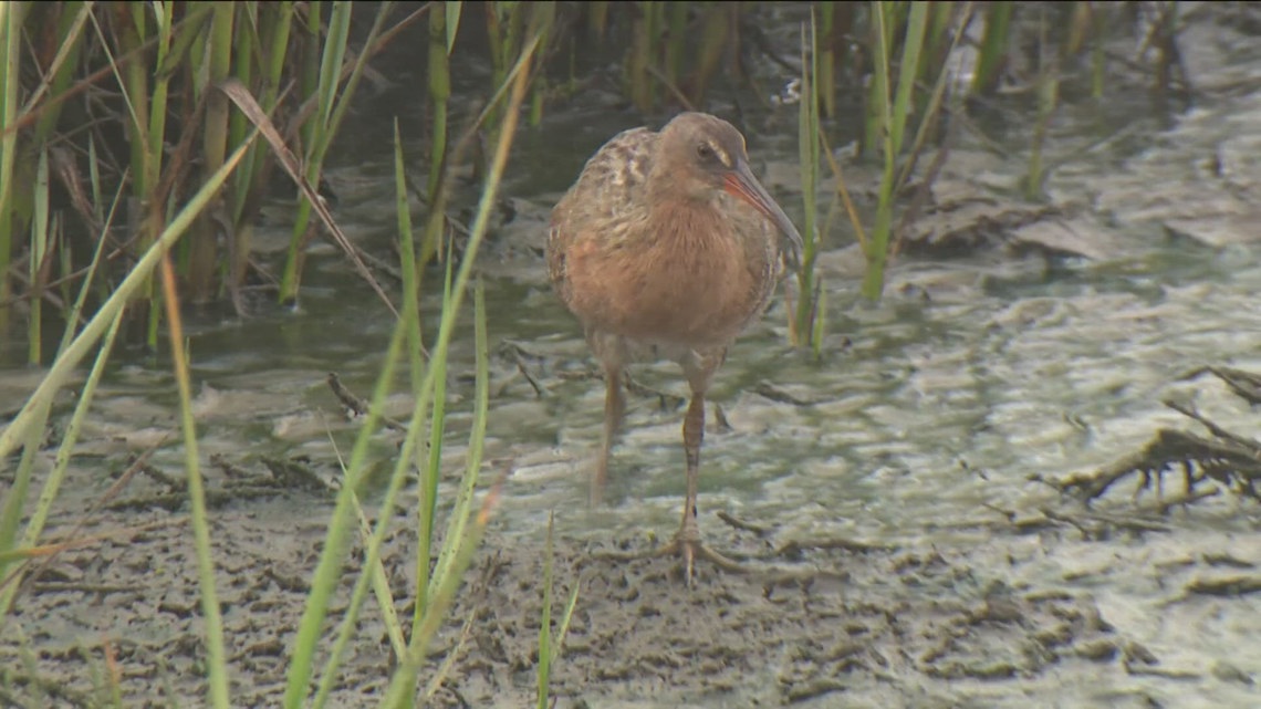 The Tijuana Estuary is home to many species of marine life, birds and ...