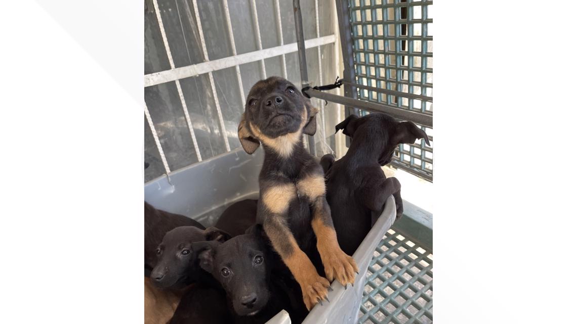 San Diego man rescuing stray dogs from streets of Tijuana cbs8