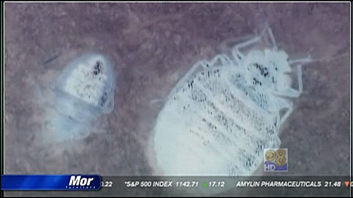 Bed bugs extend their stay at some San Diego hotels