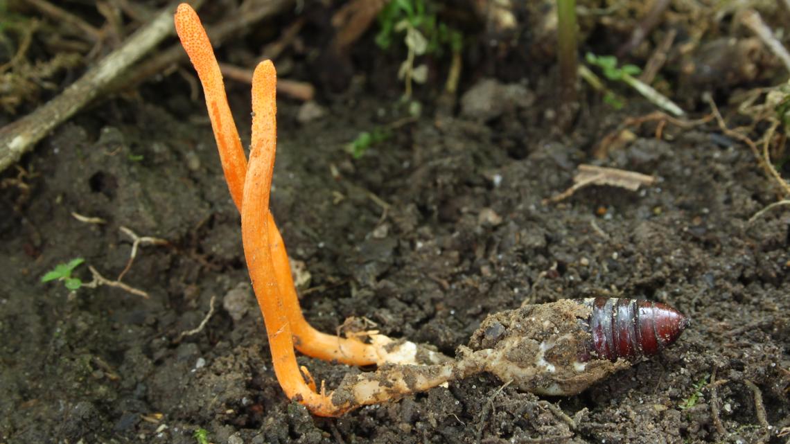 cordyceps mushroom grown on a larvae of an insect