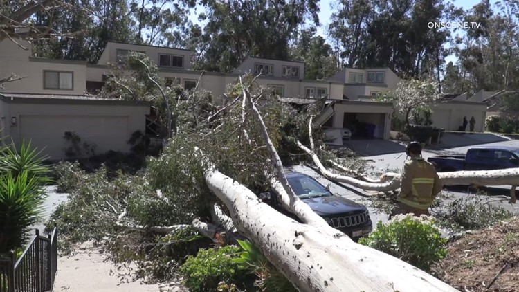 Woman rescued through window of Scripps Ranch home after giant tree falls on structure