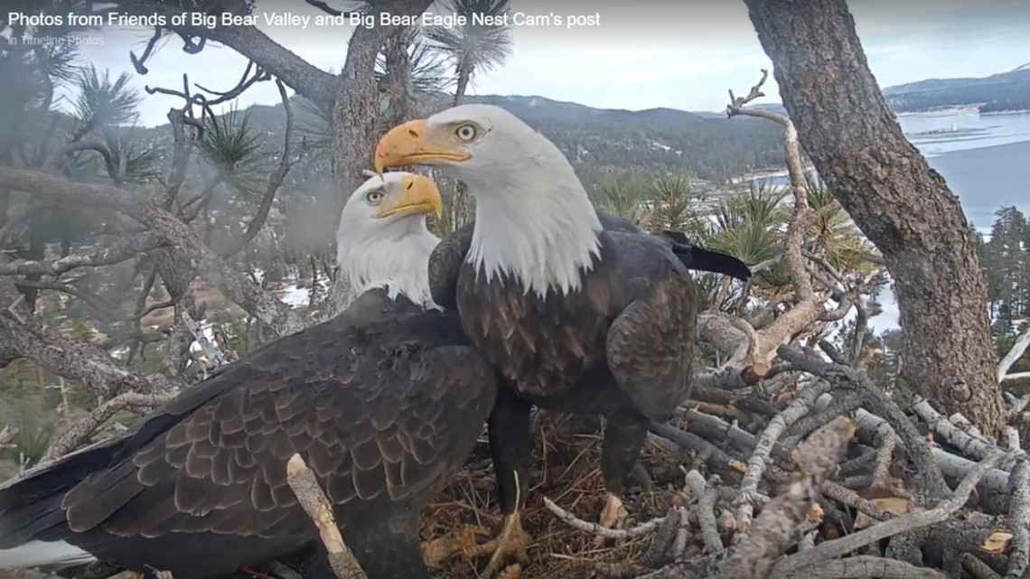 iets camouflage Snelkoppelingen Big Bear bald eagle nest cam catches first egg of 2020 | cbs8.com