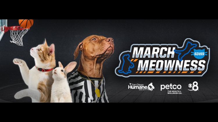 SDHS's March Meowness | Enter your pet to win photo contest during March Madness