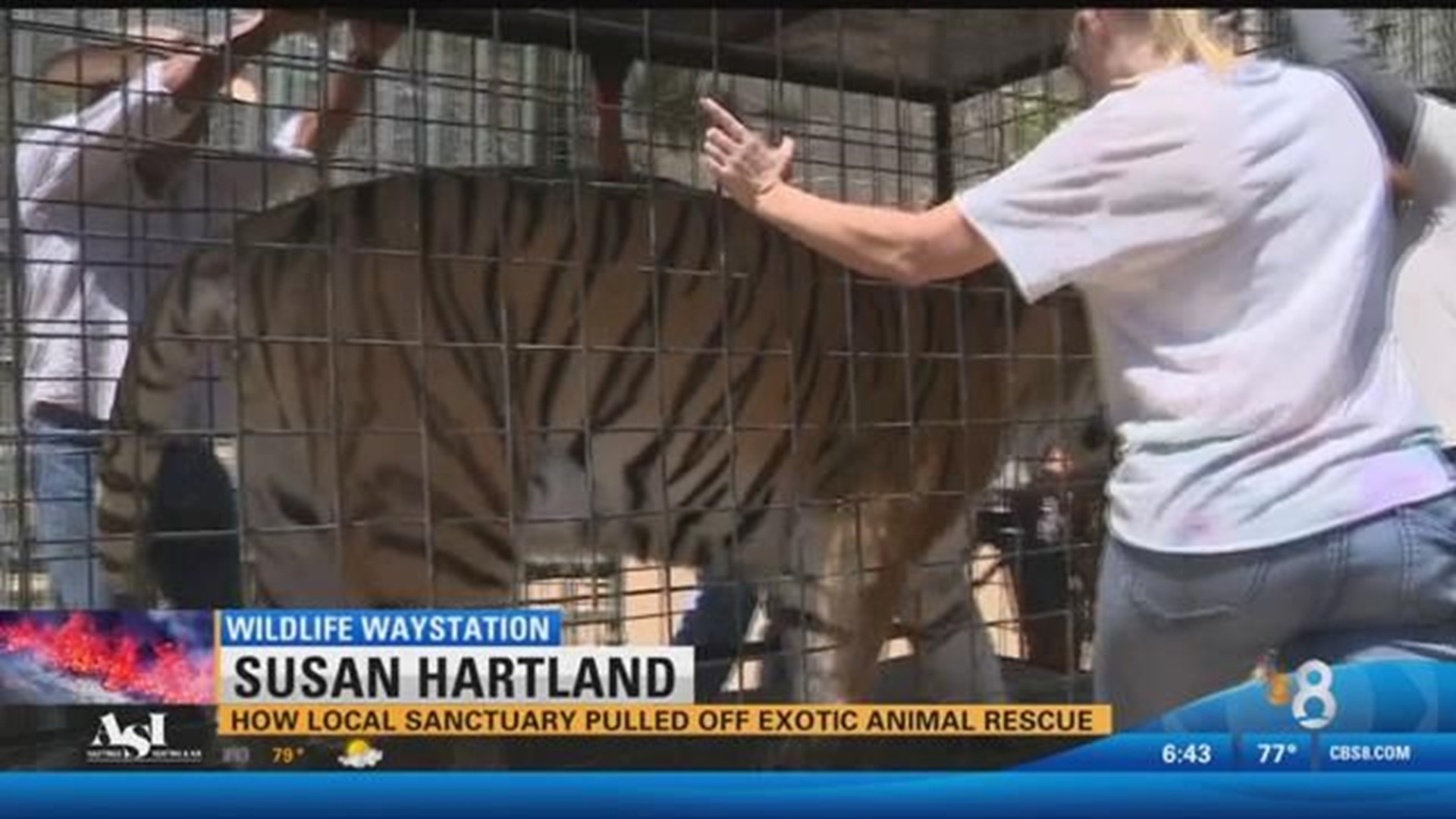 How a local animal sanctuary pulled off an exotic animal rescue 