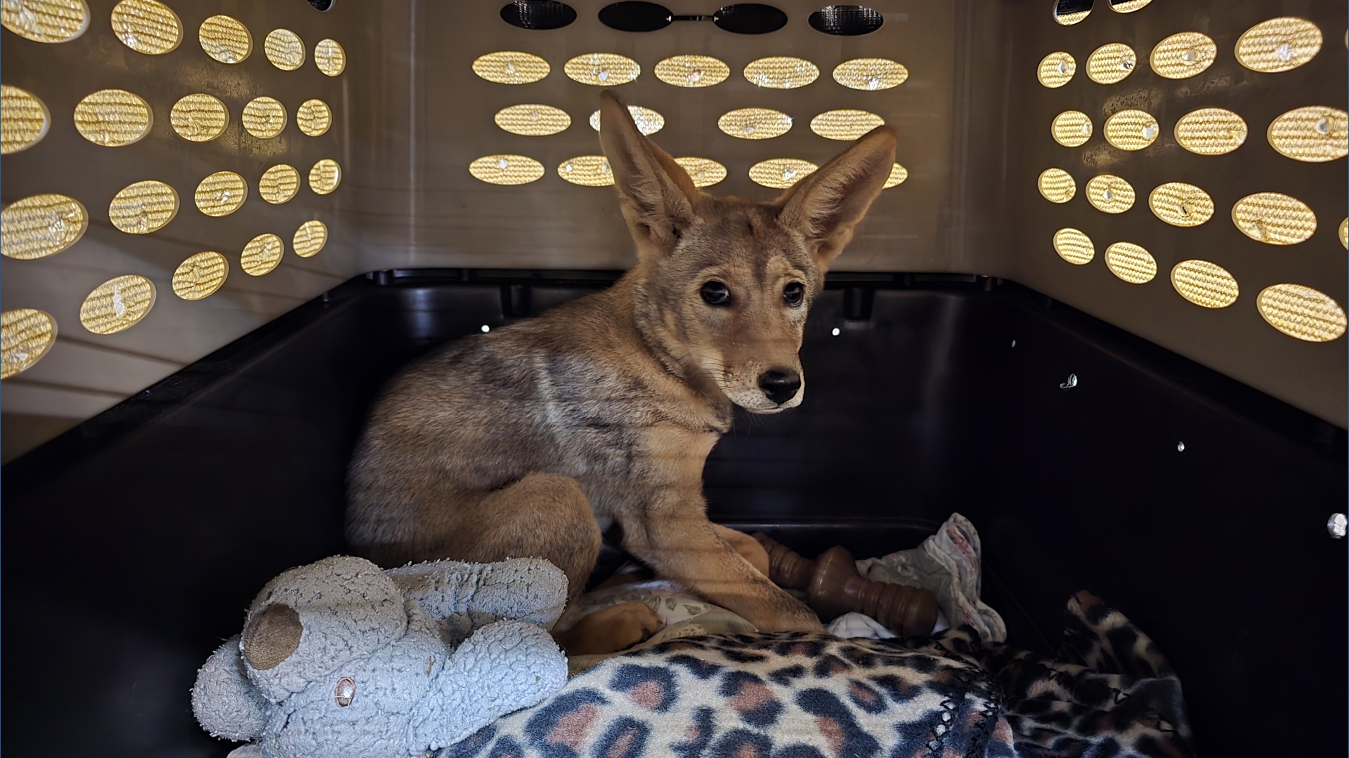 Rusty's Rescue Ranch Coyote 'Valentine’s Day coyote' rescued in San Diego County gets second chance ...