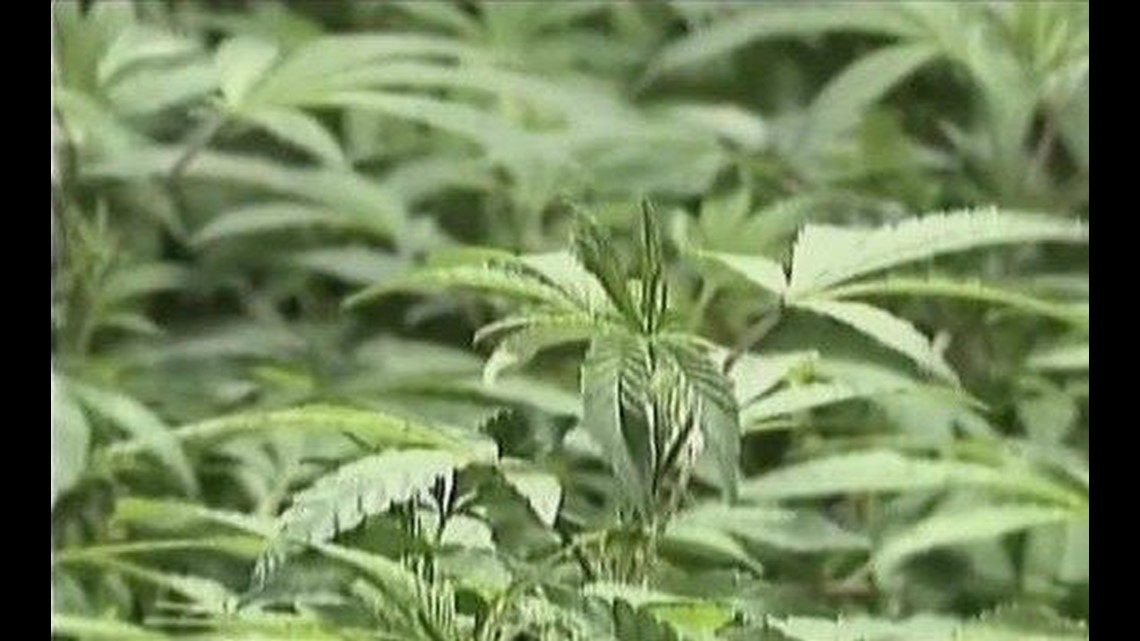 California pot farm violence concerns rise during harvest