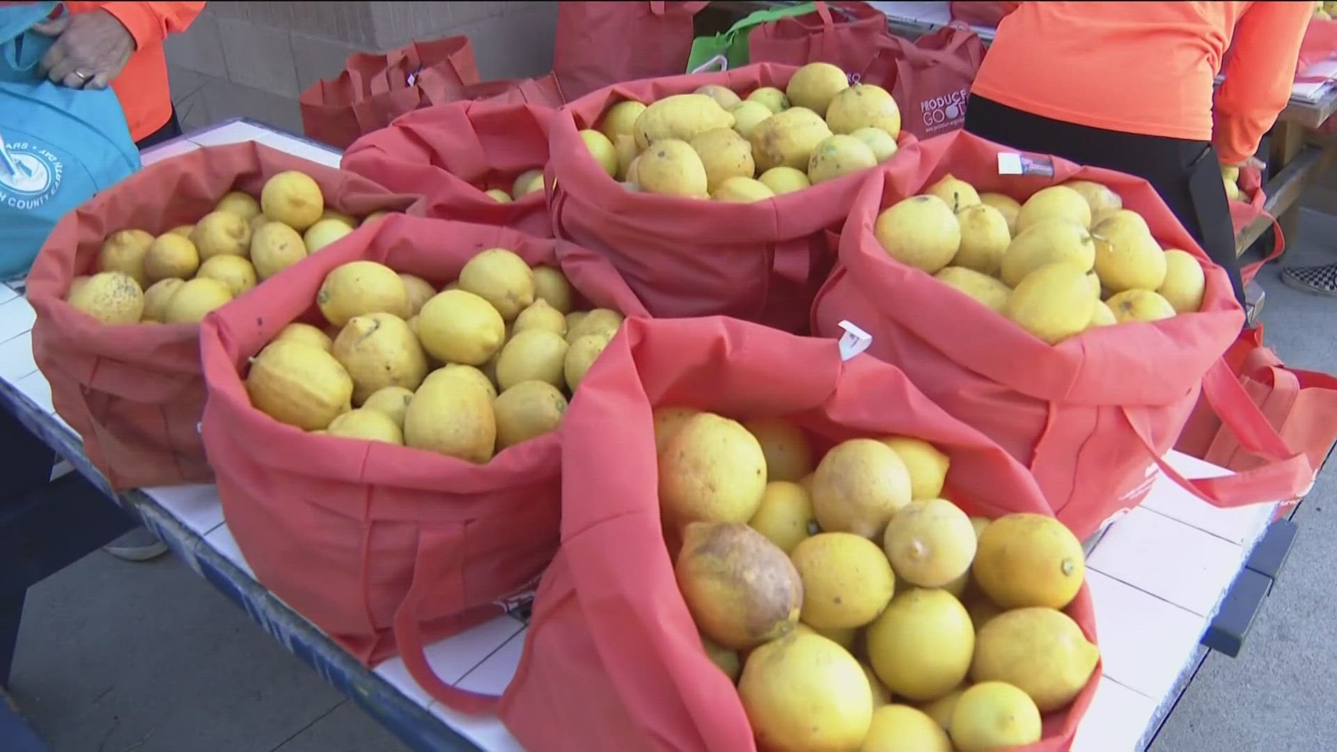 Volunteers 'glean' fruit before it rots and prevents 800 tons of food from going to landfill.