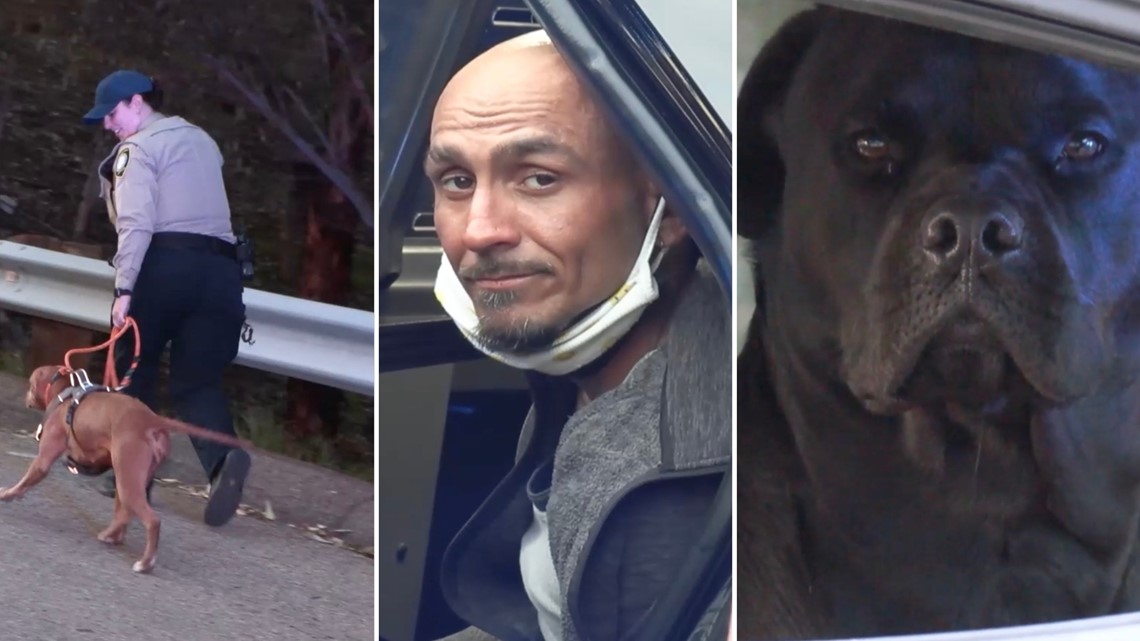 Stolen vehicle recovered in Chula Vista with two pit bulls inside