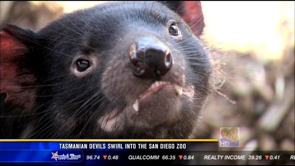 Tasmanian Devil  San Diego Zoo Animals & Plants