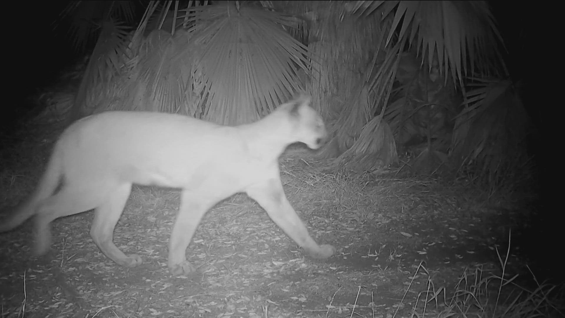 Video of a mountain lion shows the wild animal passing through a property in Poway.