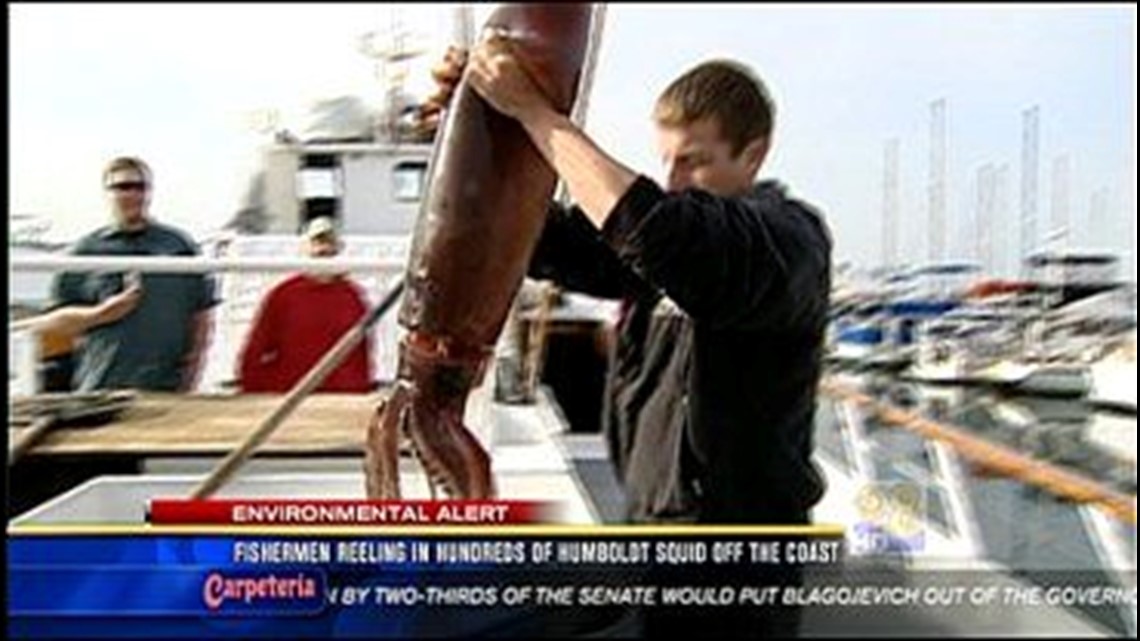 Fishermen Reeling In Hundreds Of Humboldt Squid Off The Coast | cbs8.com