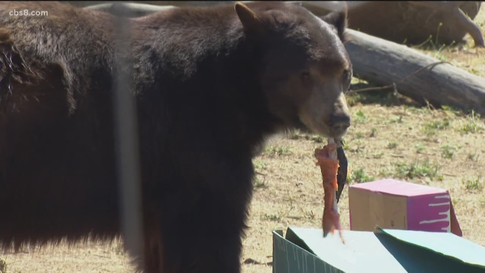 The popular bear got his name after he was caught eating Costco meatballs while wandering through downtown Los Angeles neighborhoods.