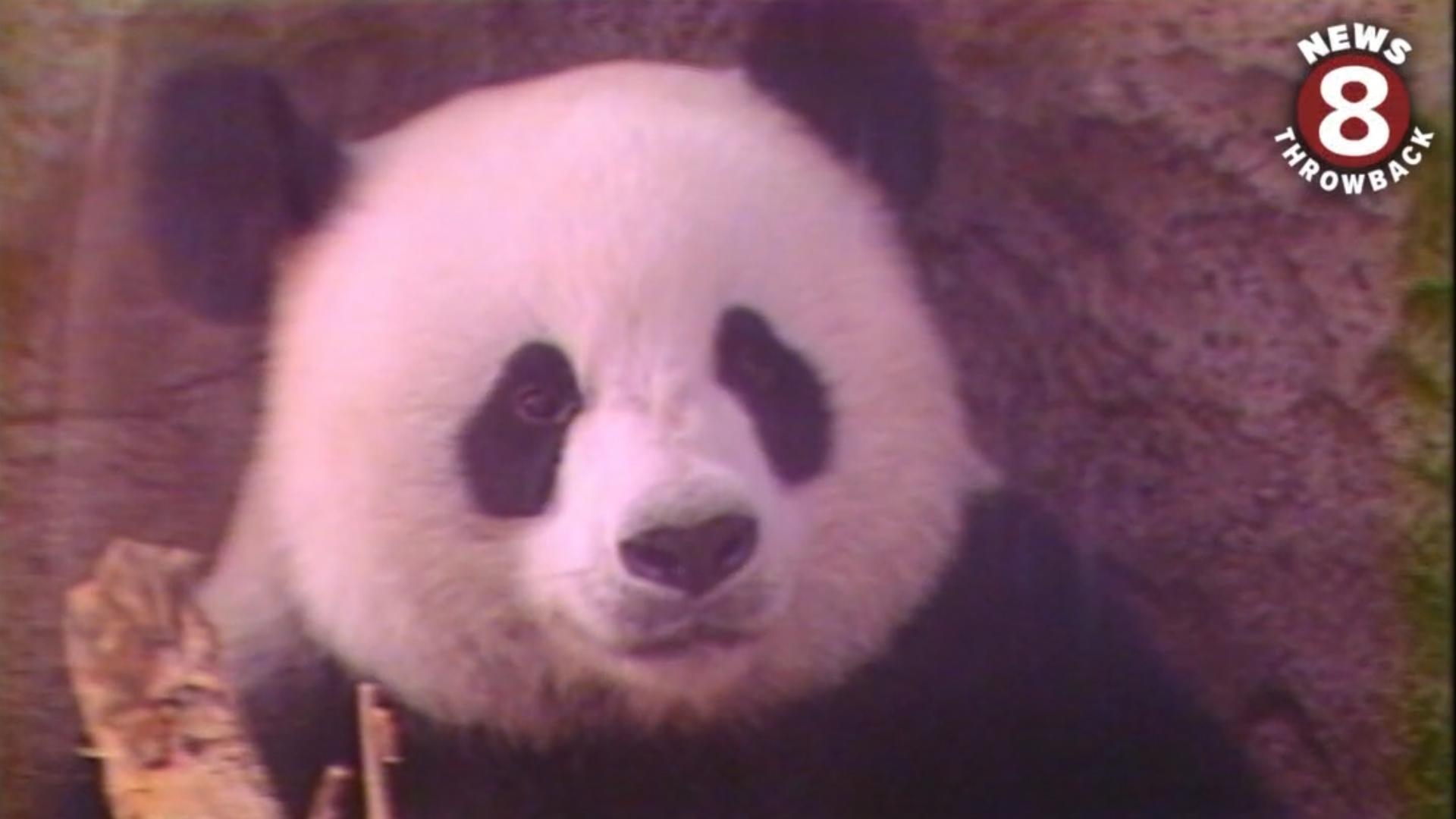 Basi and Yuan Yuan were on loan for a short time in 1987-1988 from China and fans flocked to see them in San Diego, California at the Zoo in this News 8 Throwback.