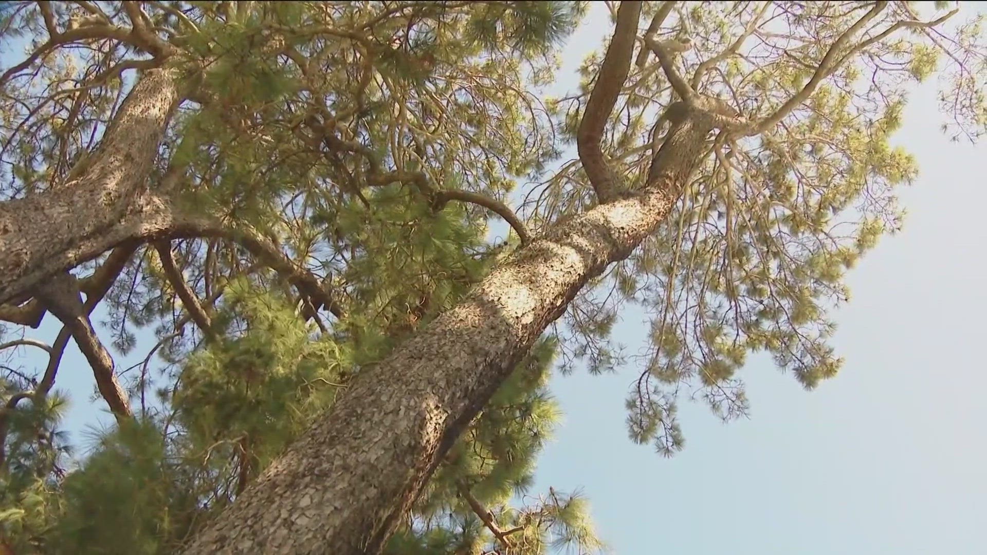 The Coronado City Council voted in August to remove the trees as part of a turf replacement project for the Lawn Bowling Club.