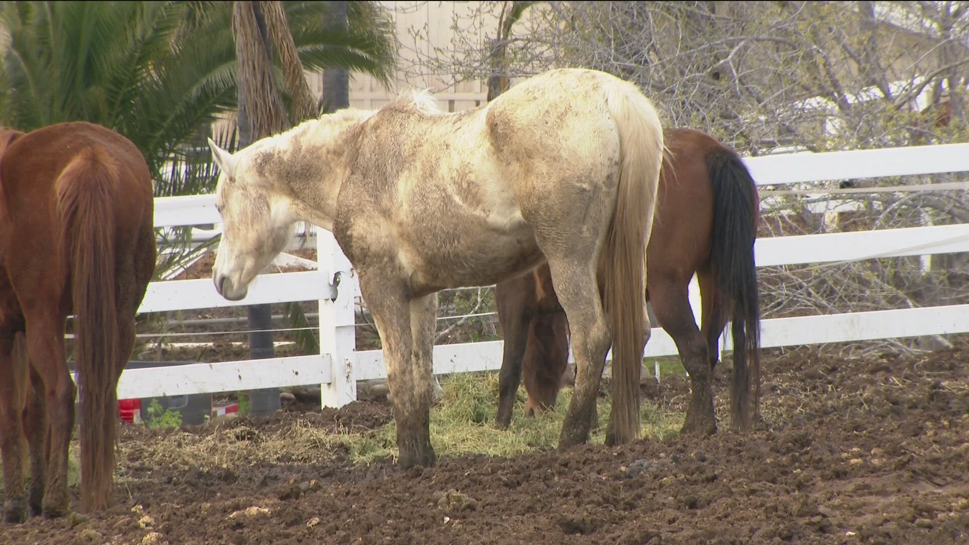 CBS 8 received more than a dozen emails about sick, neglected and dying horses at a ranch in Rancho Santa Fe.