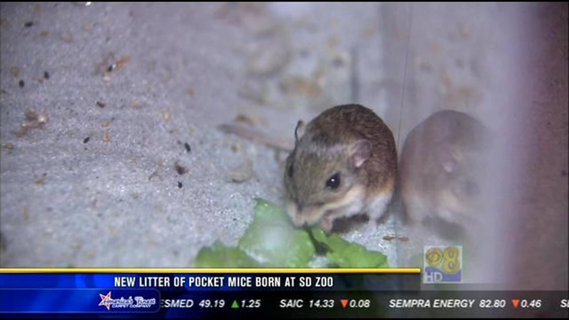 New litter of pocket mice born at San Diego Zoo