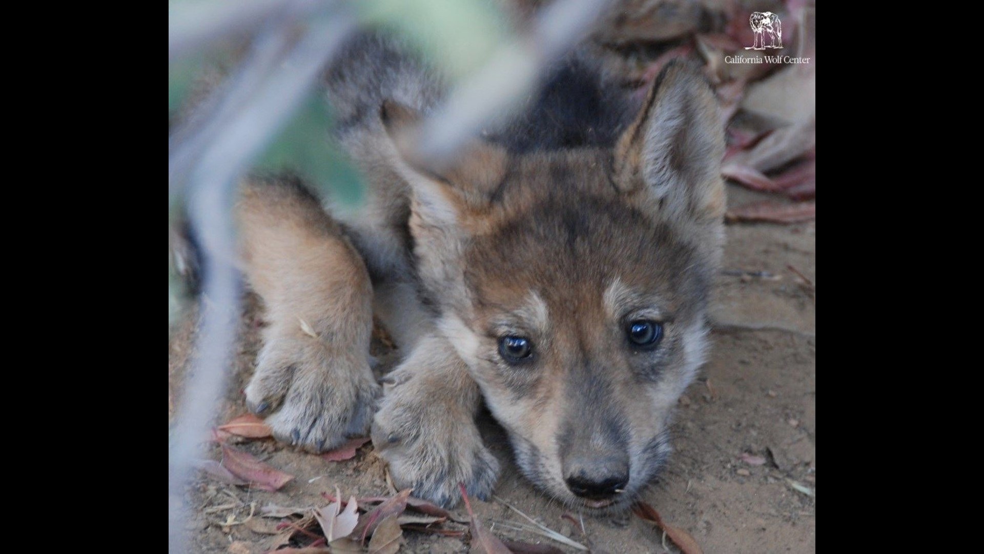 Rare Litter Of Mexican Gray Wolf Pups Born In Julian | Cbs8.com