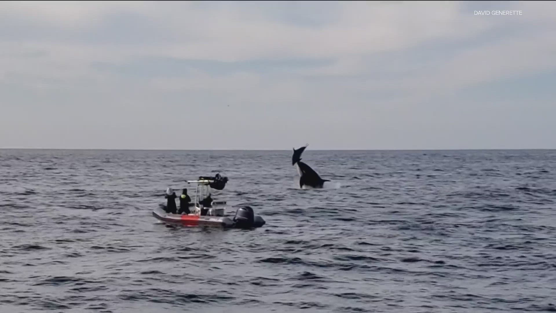 A whale watching cruise got a once in a lifetime experience on Christmas day.