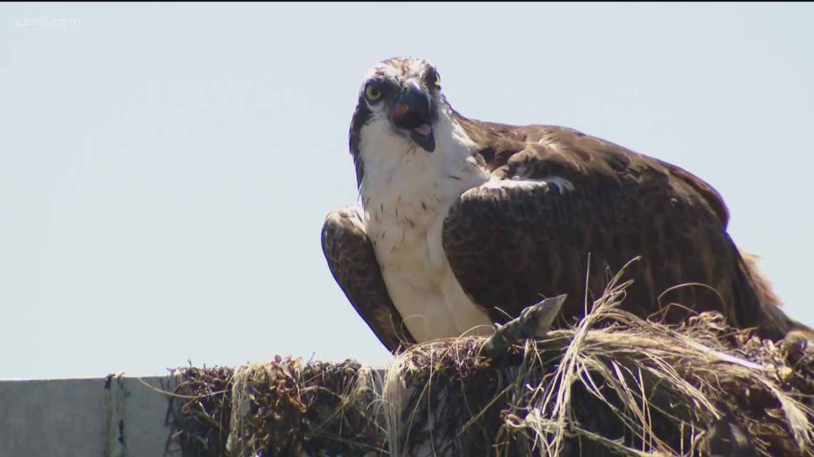 osprey webcams uk