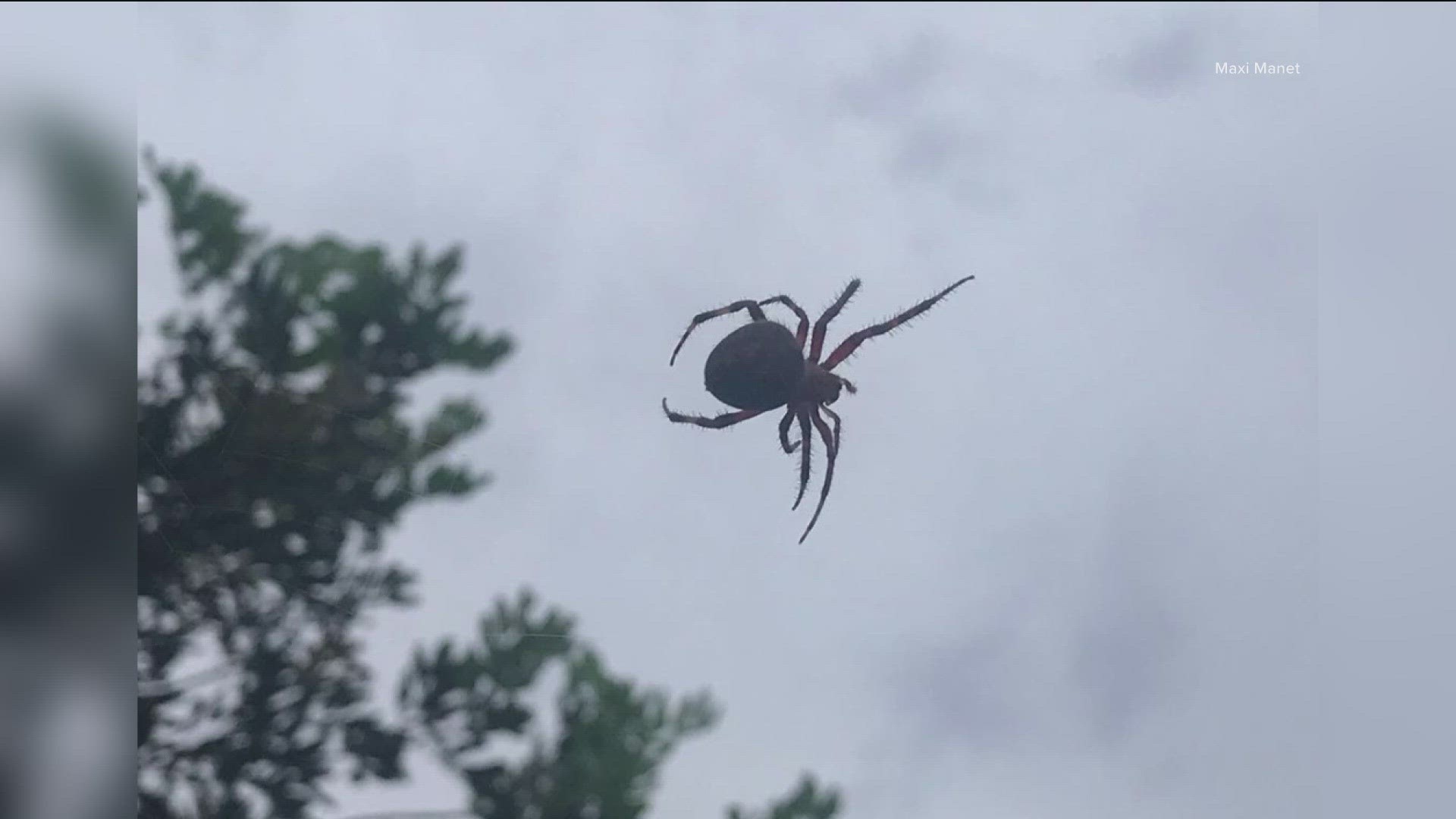 While big and scary, the good news is Orb Weaver spiders are typically harmless to humans, although they are venomous.