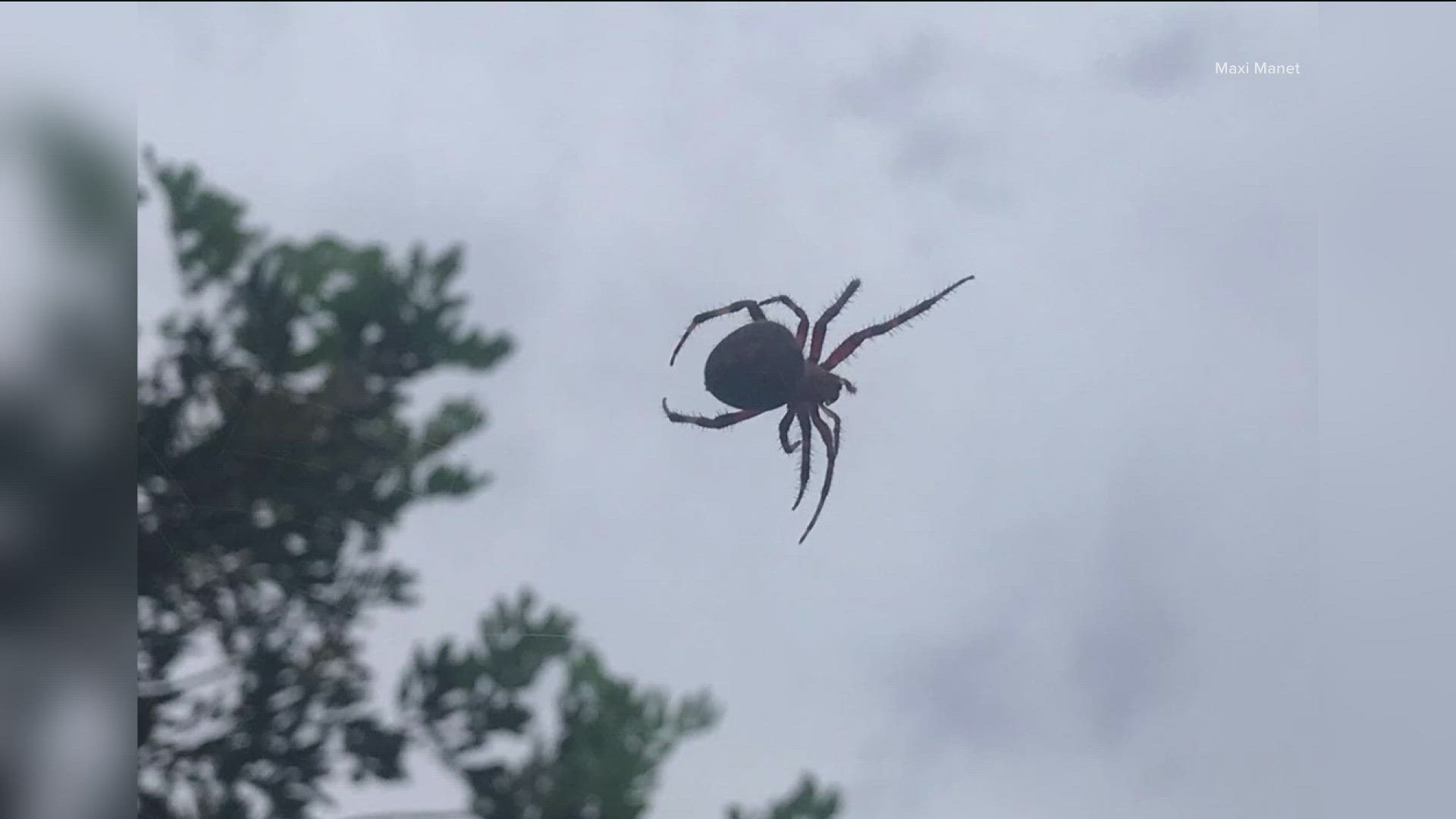 Giant spiders all over San Diego. Here's why – NBC 7 San Diego