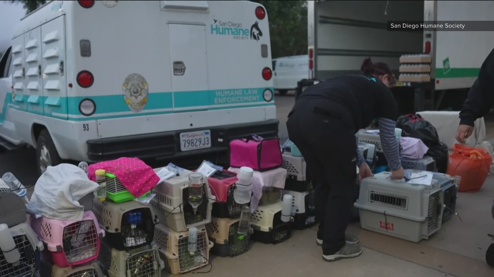 SDHS and HSSA say the bulk of the animals were transferred to a man named Colten Jones, who runs a reptile breeding company called The Fertile Turtle.