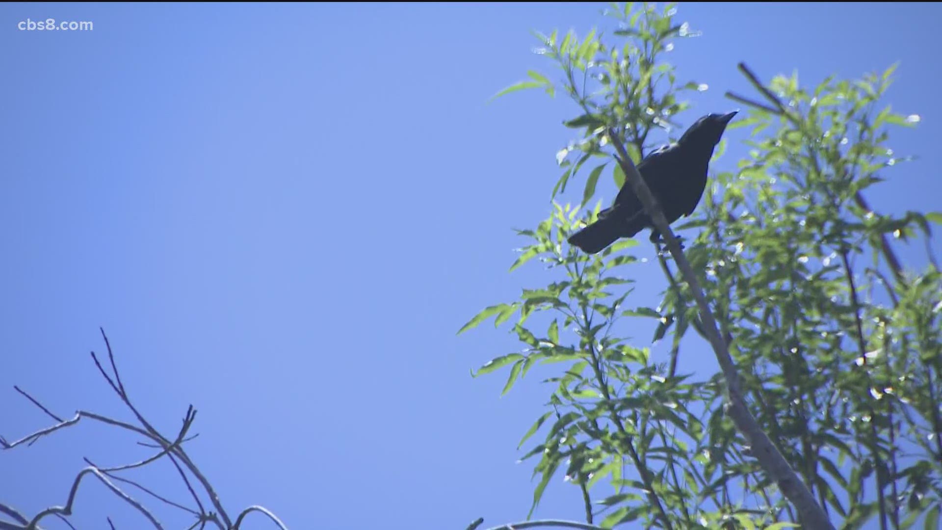 Have you noticed more crows in San Diego? News 8's Shawn Styles talked to the Audubon Society to explain the increase in crows in the region.